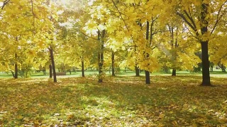 秋天阳光明媚的时候，公园里的树上和地面上黄色多彩的枫叶。阳光穿过树叶。镜头缓慢地向前移动。替身。视频素材模板下载