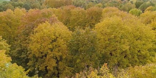 秋天的枫树黄、红、绿。鸟瞰图。无人机正在向左飞行。