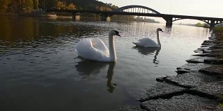 秋天日落时，河上宁静的白天鹅在漂浮
