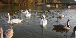 秋天日落时，河上宁静的白天鹅在漂浮