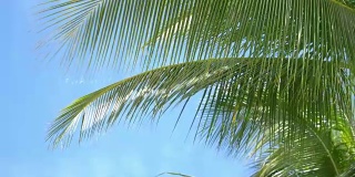 美丽的棕榈树在4K慢镜头