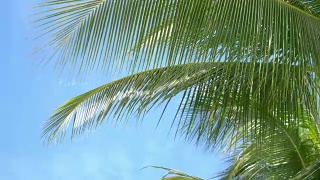 美丽的棕榈树在4K慢镜头视频素材模板下载