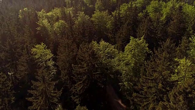 飞过森林。森林从上面