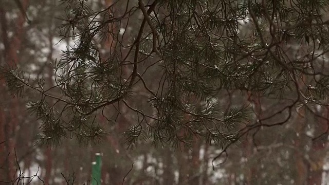 雪花以慢镜头的形式飘落，在云杉和松树的背景下，雪花旋转、飘动，树枝上覆盖着积雪。冬季，圣诞节和新年的概念