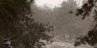 雪花以慢镜头的形式飘落，在云杉和松树的背景下，雪花旋转、飘动，树枝上覆盖着积雪。冬季，圣诞节和新年的概念