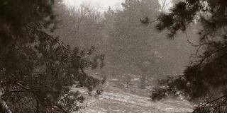 雪花以慢镜头的形式飘落，在云杉和松树的背景下，雪花旋转、飘动，树枝上覆盖着积雪。冬季，圣诞节和新年的概念