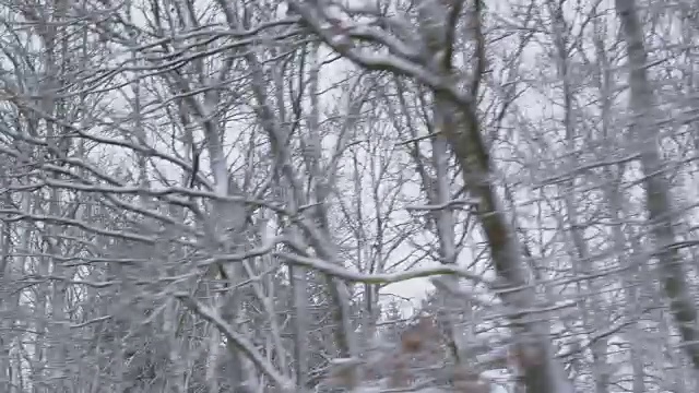 冬季驾驶-驾驶在一个崎岖的乡村道路，通过一个积雪的森林-手持镜头向树梢