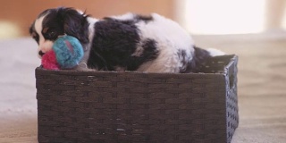 一只可爱的小狗在篮子里玩，拿着他的咀嚼玩具