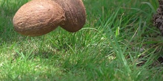 椰子掉在草地上的慢镜头