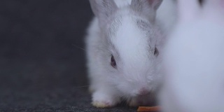 胡萝卜喂兔