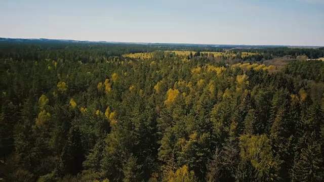 无人机在美丽的古老森林上空快速旋转。空中4K平移左侧拍摄的温暖阳光充足的森林地平线全景