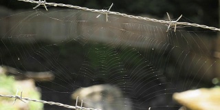 铁丝网上的蜘蛛网