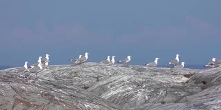 看海鸥飞过岩石