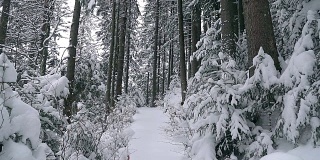 白雪覆盖的树木