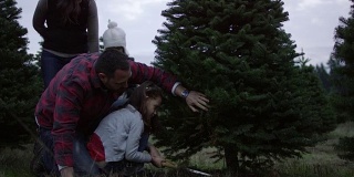 一个年轻的多民族女孩帮助她的父亲砍圣诞树