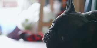 一个可爱的小狗的特写镜头，黑色的法国斗牛犬。