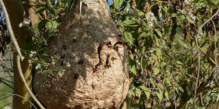 巢中的黄蜂