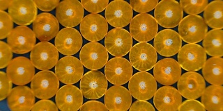 黄色透明的鱼油胶囊排成一排