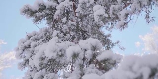 白雪覆盖的冷杉枝在冬日公园里以蓝天为背景