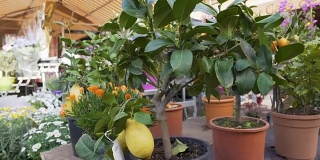 许多带有柠檬和橙子的柑橘树在橘园和市场上出售