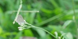 小蝴蝶在杂草花上休息