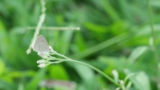 小蝴蝶在杂草花上休息视频素材模板下载
