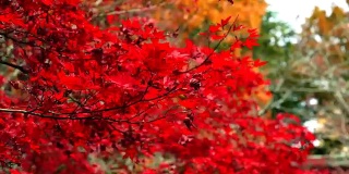 秋天在日本，红枫季节到十一月和树叶被照亮的阳光在花园里。