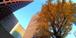 七彩树与建筑