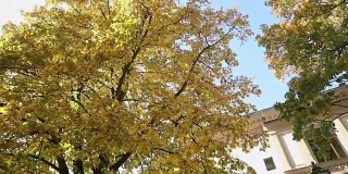 美丽的大树带着秋天的黄叶在老别墅前，树带着黄叶在背景上的一幢老建筑和一盏路灯