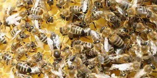 几十只蜜蜂在满是蜂蜜和蜡的六边形蜂巢上爬行