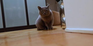 房间里的英国猫，公寓里的灰色英国猫，苏格兰猫在房间里走来走去，偷偷摸摸地沿着走廊，看着摄像机，特写镜头