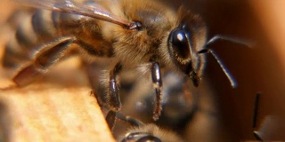 两只蜜蜂振着透明的翅膀，爬进蜂巢