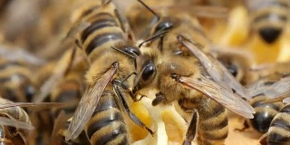 在蜂箱里，有条纹的蜜蜂聚集在黄色和白色的蜂箱上