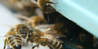 夏天蜜蜂在蜂房入口处成群结队。他们把花粉