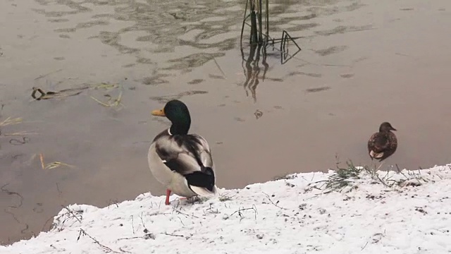 鸭子在白雪覆盖的池塘岸边摆动着翅膀