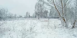 冬天的雪林景观。