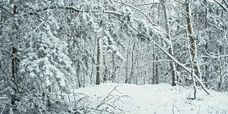 冬天的雪林景观。