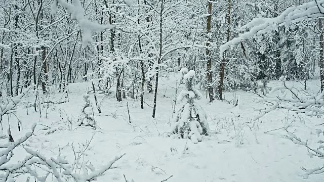 冬天的雪林景观。