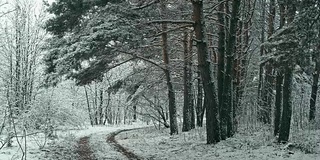 冬天的雪林景观。