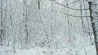 冬天的雪林景观。视频素材模板下载