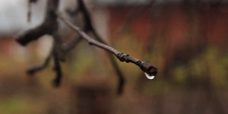 一棵没有树叶的苹果树的树枝上挂着秋雨