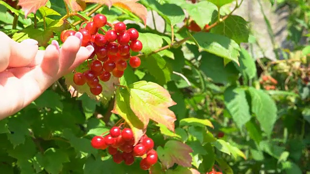 荚蒾多汁的成熟浆果生长在灌木的枝条上。夏天阳光灿烂的日子。有机农产品。FullHD