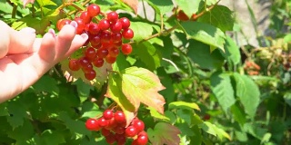 荚蒾多汁的成熟浆果生长在灌木的枝条上。夏天阳光灿烂的日子。有机农产品。FullHD
