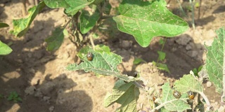 科罗拉多甲虫害虫坐在被吃掉的土豆顶部。农场里有大量的昆虫。FullHD