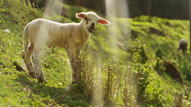 农场上，一只美丽的白色小羊羔在大自然中，以草木为背景，理念:生态、家畜、生物、农作。