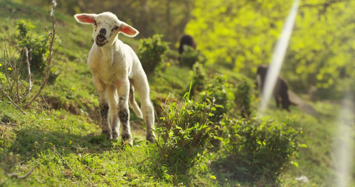 农场上，一只美丽的白色小羊羔在大自然中，以草木为背景，理念:生态、家畜、生物、农作。