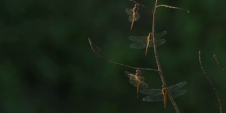 蜻蜓在大自然中睡觉。