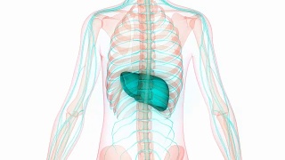 人体器官解剖(肝与神经系统)视频素材模板下载