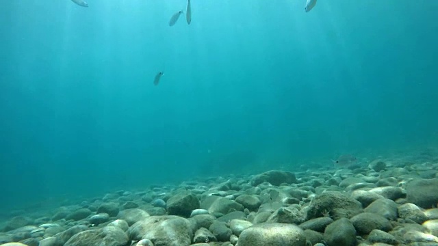 一群银色的鱼慢动作地游向绿松石般的水底