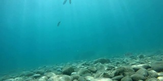 一群银色的鱼慢动作地游向绿松石般的水底